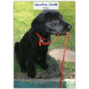 GREETING CARDS,Birthday 6's Black Labrador Puppy