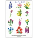 GREETING CARDS,Blank 6's Wild Flowers