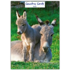 GREETING CARDS,Blank 6's Donkeys