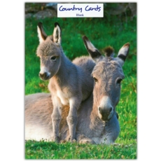 BLANK CARDS,6's Donkeys