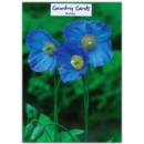 GREETING CARDS,Birthday 6's Blue Poppies