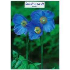 GREETING CARDS,Birthday 6's Blue Poppies