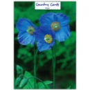 GREETING CARDS,Blank 6's Blue Poppies