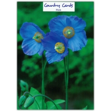 GREETING CARDS,Blank 6's Blue Poppies