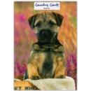 GREETING CARDS,Birthday 6's Border Terrier