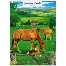 BIRTHDAY CARDS,6's Horses in a Field