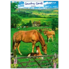 GREETING CARDS,Birthday 6's Horses in a Field