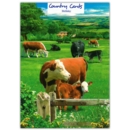 GREETING CARDS,Birthday 6's Cows in a Meadow