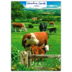 BIRTHDAY CARDS,6's Cows in a Meadow