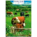GREETING CARDS,Blank 6's Cows and Calves