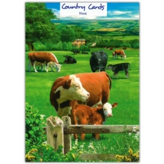 BLANK CARDS,6's Cows and Calves