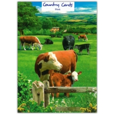 GREETING CARDS,Blank 6's Cows and Calves