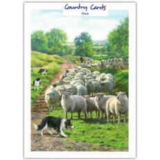 BLANK CARDS,6's Flock of sheep with Sheepdogs