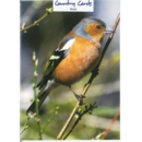 GREETING CARDS,Blank Chaffinch 6's