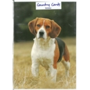 GREETING CARDS,Birthday Beagle 6's