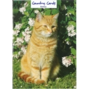 GREETING CARDS,Birthday Ginger Cat 6's