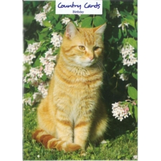 BIRTHDAY CARDS,6's Ginger Cat