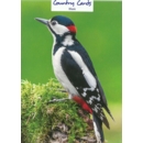 GREETING CARDS,Blank Great Spotted Woodpecker  6's