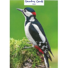 GREETING CARDS,Blank Great Spotted Woodpecker  6's