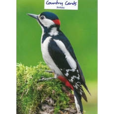 BIRTHDAY CARDS,6's Great Spotted Woodpecker
