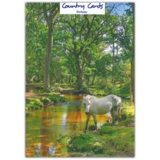 BIRTHDAY CARDS,6's Pony at Ober Water