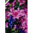 GREETING CARDS,Birthday Asst 72's In The Garden (Was 0.83)