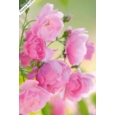 GREETING CARDS,Birthday Asst 72's In The Garden (Was 0.83)