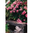 GREETING CARDS,Birthday Asst 72's In The Garden (Was 0.83)