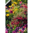 GREETING CARDS,Birthday Asst 72's In The Garden (Was 0.83)