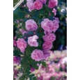 GREETING CARDS,Birthday Asst 72's In The Garden (Was 0.83)