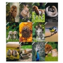 GREETING CARDS,Birthday Assortment 72's Animals
