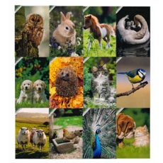 GREETING CARDS,Birthday Assortment 72's Animals