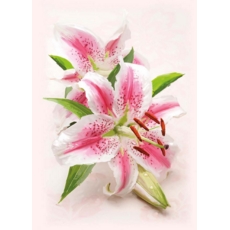 BIRTHDAY CARDS,6's Lilies
