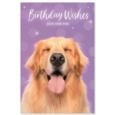 GREETING CARDS,Birthday 72's Wags & Whiskers