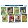 GREETING CARDS,Birthday Assortment 72's In The Country