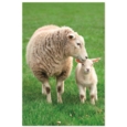 GREETING CARDS,Birthday Assortment 72's In The Country