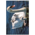 GREETING CARDS,Birthday Assortment 72's In The Country