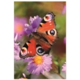 GREETING CARDS,Birthday Assortment 72's In The Country