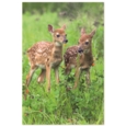 GREETING CARDS,Birthday Assortment 72's In The Country