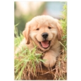 GREETING CARDS,Birthday Assortment 72's In The Country