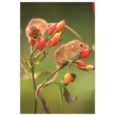 GREETING CARDS,Birthday Assortment 72's In The Country