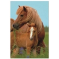 GREETING CARDS,Birthday Assortment 72's In The Country
