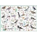 JIGSAW,500pc. Seabirds