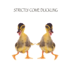 BLANK CARDS,Humour 6's Strictly Come Duckling