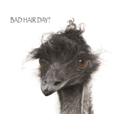 BLANK CARDS,Humour 6's Funimals Bad Hair Day