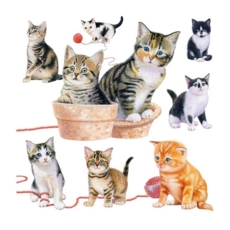 BLANK CARDS,6's Richard Partis Kittens