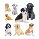 GREETING CARD, Richard Partis, Puppies.Blank